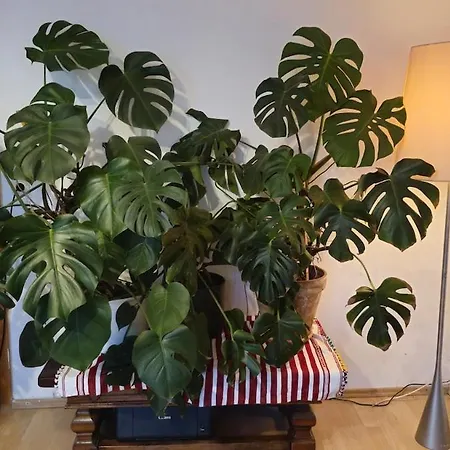 Sweet 3-room In A Location アパート